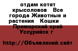 отдам котят крысоловов - Все города Животные и растения » Кошки   . Приморский край,Уссурийск г.